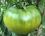 50 Aunt Ruby&#39;S Green German Tomato Seeds Non Gmo Fast Shipping - $8.99