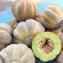 AD 40 Heirloom Ice Cream Melon Seeds Green Flesh Super Sweet And Creamy ... - $252.42 MXN