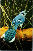 Blue Jay Bird Postcard - £4.05 GBP