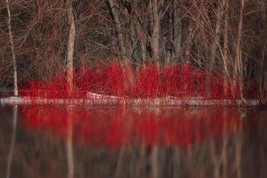 CLK 30 Red Osier Dogwood Shrub Seeds (Cornus sericea) Red Twig Tree Bush, - $6.37