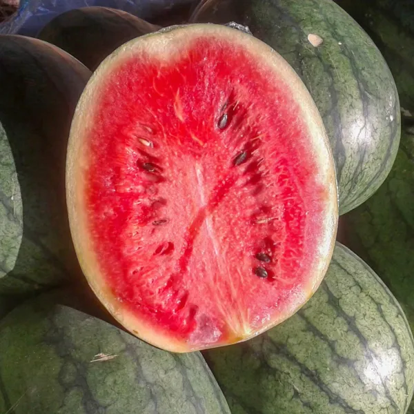 25 Florida Giant Watermelon Seeds Non Gmo Fresh Garden Harvest - £5.28 GBP