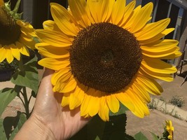BUY 1 GET 1 FREE+Sunflower Radiance Sunflower Seeds 20 Seeds+RETURN BONUS  - £7.03 GBP
