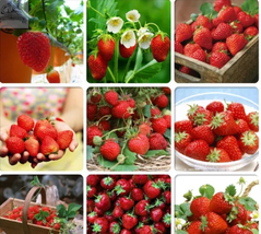 9 Varieties of Red Organic Strawberry Seeds, Professional Pack, 100 Seeds / Pack - £7.55 GBP