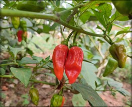 100  Bhut Jolokia Seeds, Worlds Hottest Pepper Seeds, Ghost Peppers Seeds , - £3.99 GBP