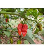 100  Bhut Jolokia Seeds, Worlds Hottest Pepper Seeds, Ghost Peppers Seeds , - £3.93 GBP