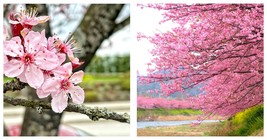 60 seeds Japanese Pink Cherry Blossom Sakura Tree Sweet Prunus Flower Seeds  - £15.97 GBP