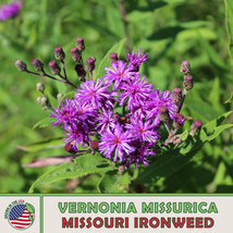 OKB 200 Missouri Ironweed Seeds, Vernonia Missurica, Bee &amp; Butterfly Att... - £4.97 GBP