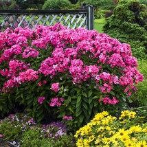 10 Wholesale Perennial Phlox Garden Girls® ‘Glamour Girl’ Plants Flowers... - £53.89 GBP