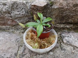 Nepenthes longifolia medium size plant, 1 plant - £21.90 GBP