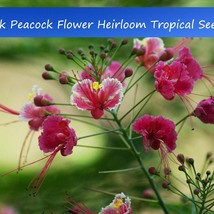 Tropical Seeds Pink Peacock Flower 5 Seeds Tropical Container Deck Gardens Caesa - £15.29 GBP