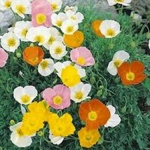 200 Pcs Mix Alpine Flower Seeds #MNSS - $14.99