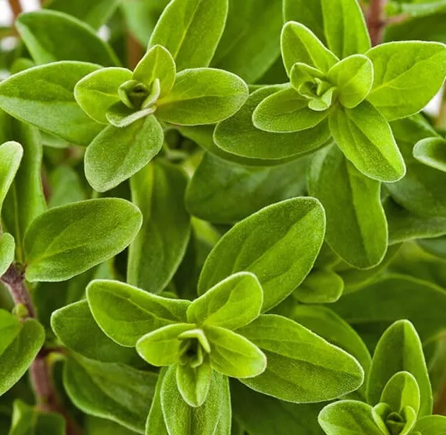 2000 Sweet Marjoram Seeds (Origanum majorana) Herb Seeds Grown Non Gmo - €2,99 EUR