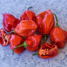 Hot Pepper West Indies Red Habanero, 10 Seeds R - £12.91 GBP