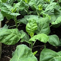 Chinese Broccoli Kailaan Seeds US Fast Shipping - $1.98