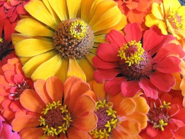 Non GMO | Southern Sunset Mix Zinnia | 50 Flower Seeds - £7.16 GBP