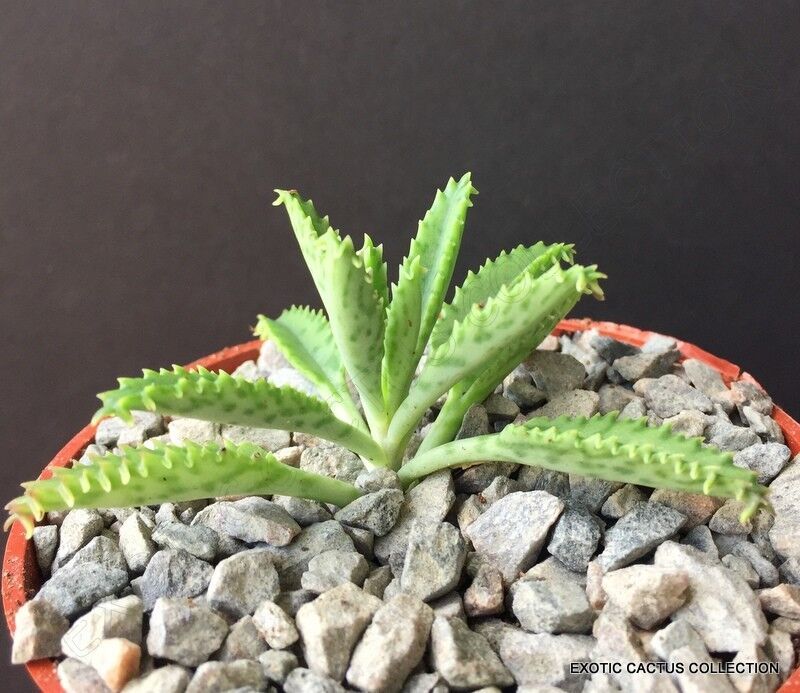 Garden Store 4&quot;&quot; Bryophyllum Houghtonii Mother Of Millions Hybrid Chande... - $20.18