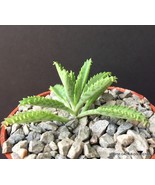 Garden Store 4&quot;&quot; Bryophyllum Houghtonii Mother Of Millions Hybrid Chande... - $27.68 CAD