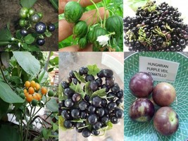 Fast Fruiting - Packet - 6 Species - 125+ seeds - Tomatillo, Tamarillo, V 157 - £5.58 GBP