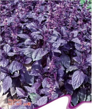 SEED Dark Opal Basil Purple Basilicum Herb Organic Seeds - $3.99