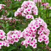 50 White Pink Phlox Seeds Flower Perennial Seed Flowers Butterfly 56 US SELLER - $9.00