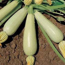 25 Summer Trieste White Squash (Zucchini) Seeds Organic Non - Gmo , 2023 Season - £2.39 GBP
