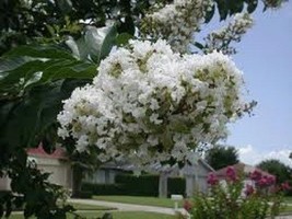35 Seeds White Crape Myrtle Tree / Shrub / Flower Seeds / Drought Tolera... - $14.75