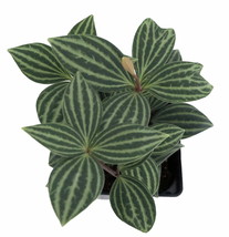 Parallel Peperomia puteolata - Easy to Grow House Plant - 2.5&quot; Pot - £27.25 GBP