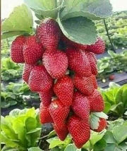 Seeds RED STRAWBERRY GIANT FRUIT ORGANIC EVER BEARING SEEDS LARGEST food - £6.26 GBP