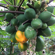 Hawaiian Papaya Seeds for Garden Planting - USA 25+ Seeds - £10.79 GBP