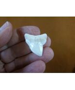 S928-1 Deformed 1-1/8&quot; inch white Bull Shark Tooth made to order wired p... - $788.61 MXN