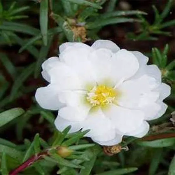 Moss Rose Portulaca White 200 Fresh Seeds - $13.40