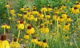 Coneflower Prairie Likes It Dry Yellow Flower 300 Seeds - $5.00