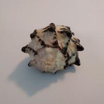 3&quot; Long Natural Black Murex Conch Shell Seashell - £12.65 GBP