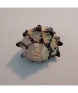 3&quot; Long Natural Black Murex Conch Shell Seashell - £13.08 GBP