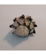 3&quot; Long Natural Black Murex Conch Shell Seashell - $16.71