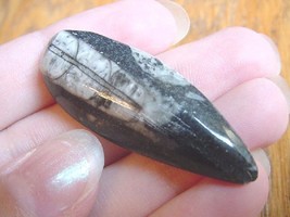(f370-E) 1.5&quot; Orthoceras marbilized fossil straight shell nautiloid ceph... - $160.11 MXN