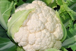 White Cauliflower - 100+ seeds - B 001 - £1.18 GBP