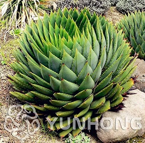 fresh 100pcs seed MESA Aloe polyphylla Rotation Aloe Vera Queen