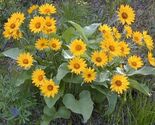 Arrowleaf Balsamroot Flower Seeds Balsamorhiza sagittata - $17.92 CAD Arrowleaf Balsamroot Flower Seeds Balsamorhiza sagittata - $17.92 CAD