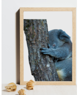 Sleeping Baby Koala - $0.00