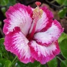 20 Pink Hibiscus Seeds Flowers Flower Seed Perennial - £7.90 GBP