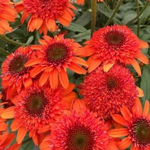 50 Moab Sunset Coneflower Seeds Echinacea Perennial Flowers   - £13.34 GBP