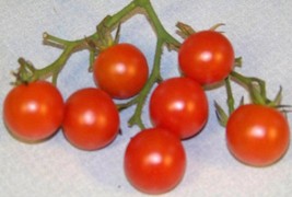 Bloomys Tomato Cherry Red Small 1 Oz Fruit 90 Seeds - £7.75 GBP