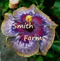 SL 25+ Seeds Purple Yellow Red Hibiscus Flowers - £3.38 GBP