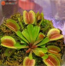 100 Seeds Potted Insect Vegetable Seed Venus Flytrap Dionaea Muscipula Giant See - $30.00