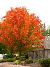 October Glory Maple quart pot image 2