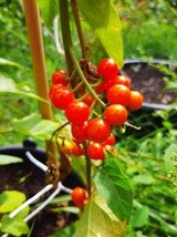 Kitiley - Liberian pea eggplant - Solanum anguivi - 10+ seeds - Samen - ... - $101.69 MXN