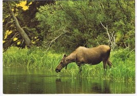 Animals Postcard Alaska Moose North American Wildlife - £2.31 GBP