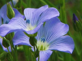 Blue Flax Seed, 500+ Seeds, Organic, Beautiful Striking Blue Flax Flowers - £6.99 GBP