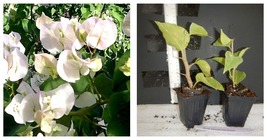 Bougainvillea VERA WHITE Small Well Rooted Starter Plant - $44.99